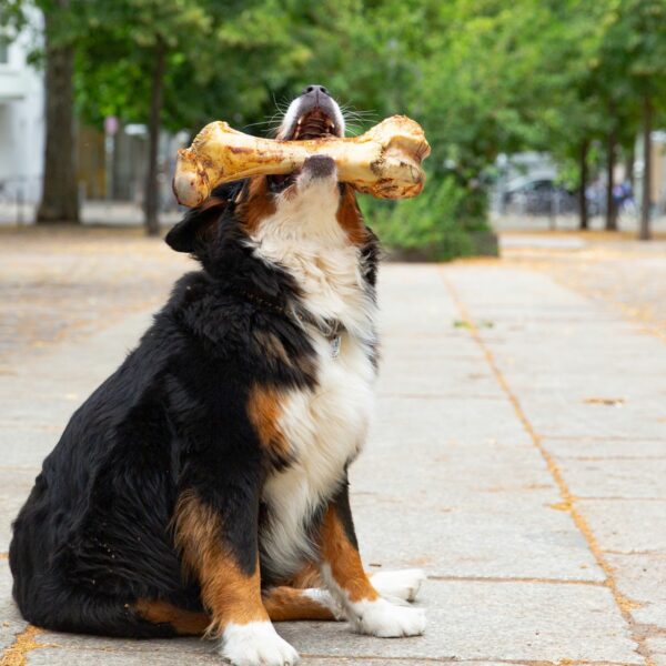 Hund sitzt auf einem Bürgersteig und beißt genüsslich in einen Large Postmans Leg