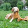 Giant Beef Bone - riesiger Oberschenkelknochen / Rind – Bild 3