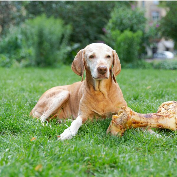 Giant Beef Bone - riesiger Oberschenkelknochen / Rind – Bild 3