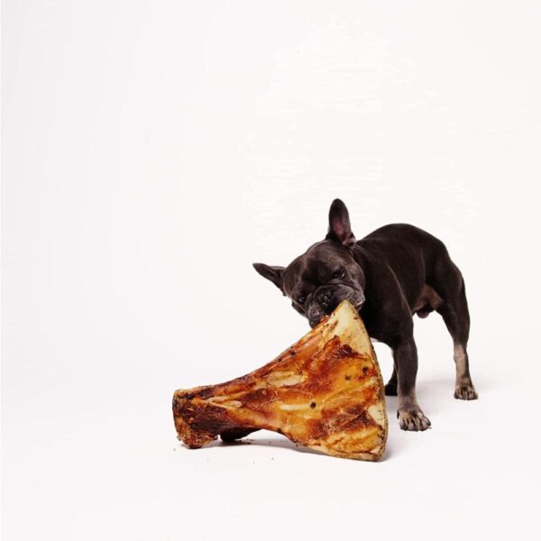 Franz. Bulldogge knabbert an rieseigem Roasted Paddle Bone