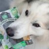 Hund hält eine Packung Dental Snacks im Maul