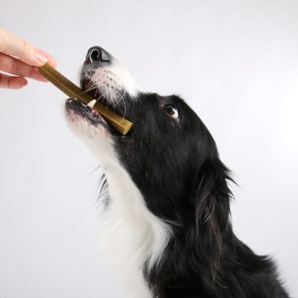 Mensch füttert Hund einen Dental Snack