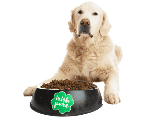 Hund sitzt vor großem, mit TF gefülltem Napf mit Irish Pure Logo