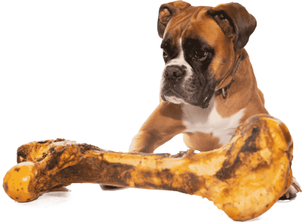 Large Postmans Leg - getrockneter Oberschenkelknochen / Rind – Bild 3