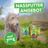 Nassfutterangebot von Irish Pure für 7,99 €. Hund steht in der Natur und ist ein Angebot von drei Nassfutterdosen (Huhn, Rind und Lachs) und einer Trokenfutterprobe (Huhn Adult) zu sehen.